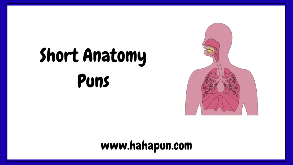Short Anatomy Puns