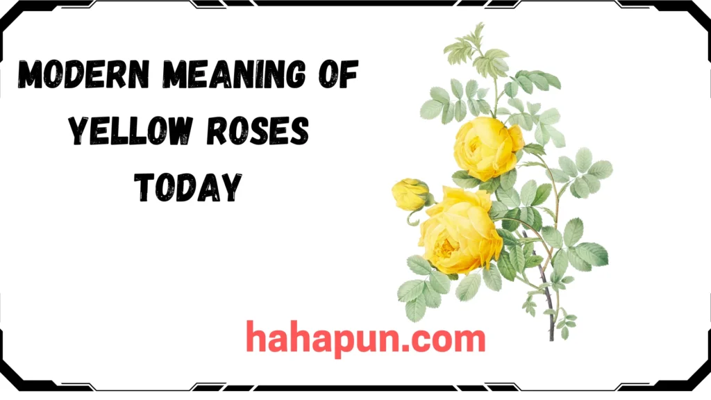 Modern Meaning of Yellow Roses Today