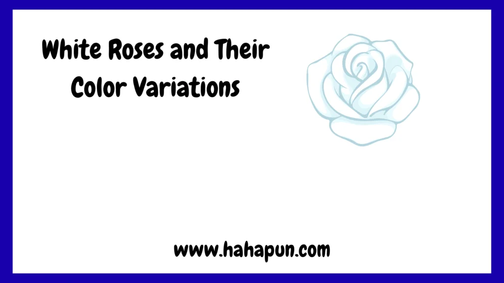 White Roses and Their Color Variations