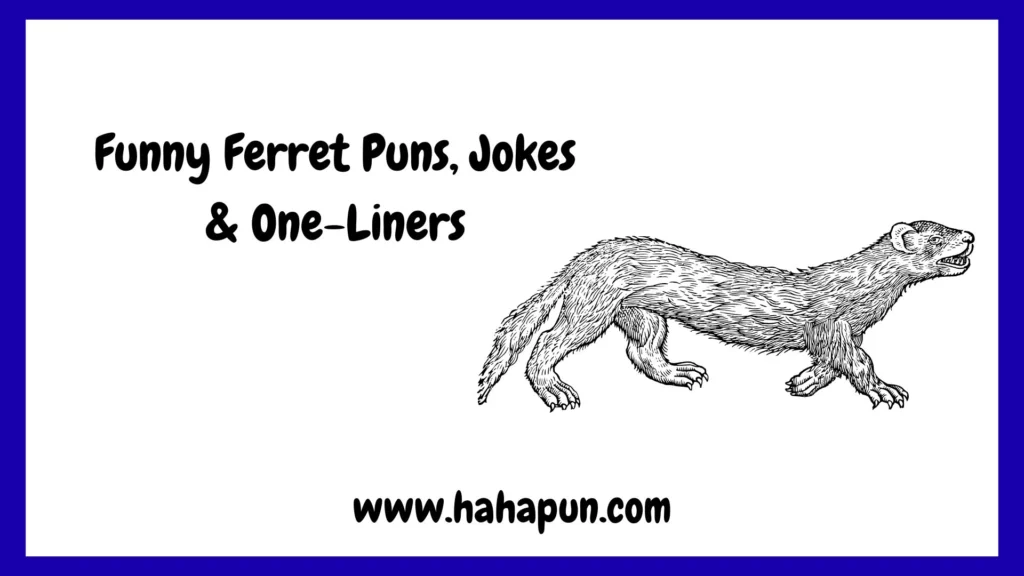 Funny Ferret Puns, Jokes & One-Liners