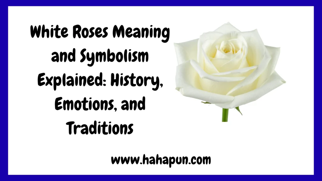 White Roses Meaning and Symbolism Explained: History, Emotions, and Traditions