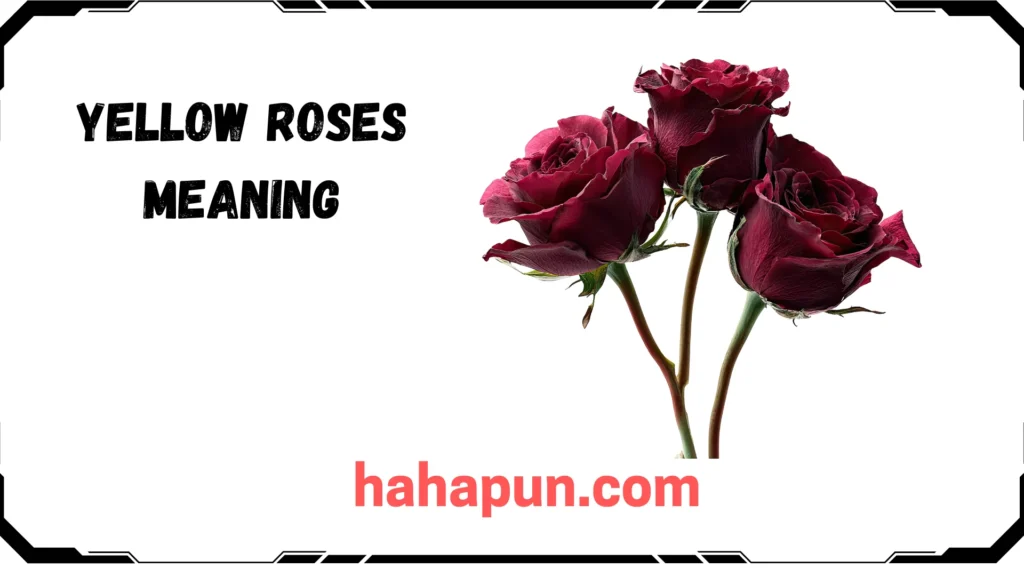 Yellow Roses Meaning