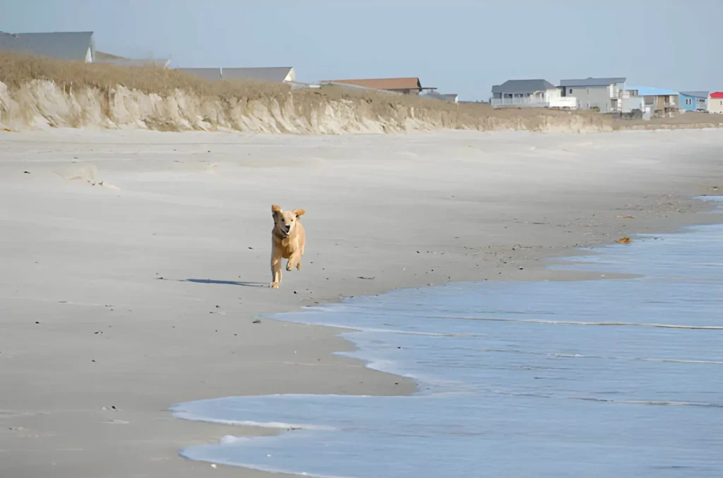 Bring Your Dog to the Beach Finding Pet Friendly Beach Rentals NC
